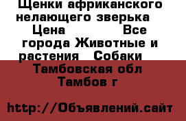 Щенки африканского нелающего зверька  › Цена ­ 35 000 - Все города Животные и растения » Собаки   . Тамбовская обл.,Тамбов г.